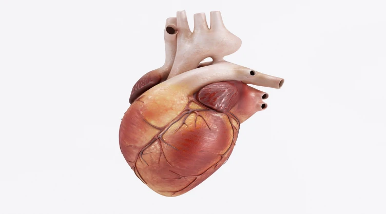 Healthy Human Heart