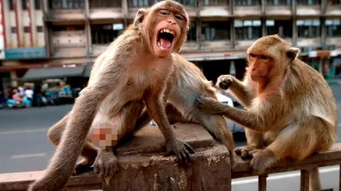 Alerta en Carolina del Sur por fuga masiva de monos de un laboratorio ¿Son peligrosos? 