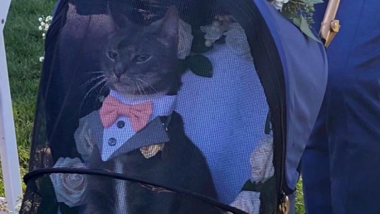 gatito padrino de bodas