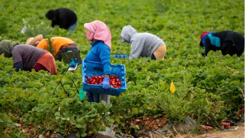 Migrantes trabajan en un campo de fresas.