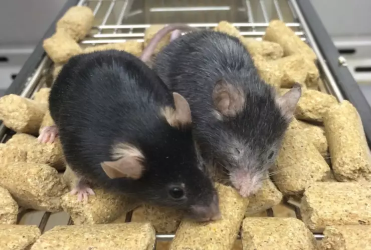 Científicos revierten envejecimiento en ratones