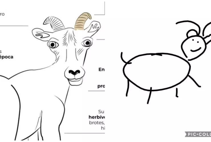 borrego-cimarron-memes-profepa