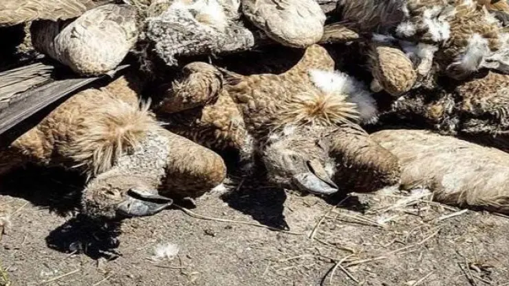 Hallan 537 buitres muertos por envenenamiento en Botswana