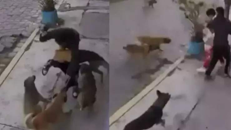 VIDEO_ Captan ataque de 4 perros a jóvenes en Metepec, Edomex