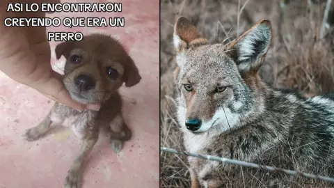 Familia adopta a un perrito y se lleva una sorpresa; era un lindo coyote