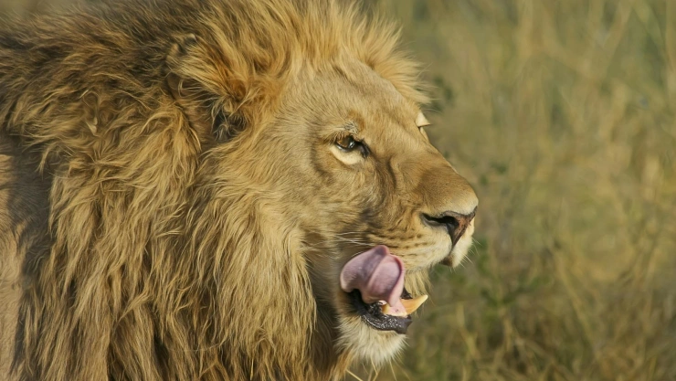 León en zoo de Dinamarca piden mascotas para alimentar felinos.jpg