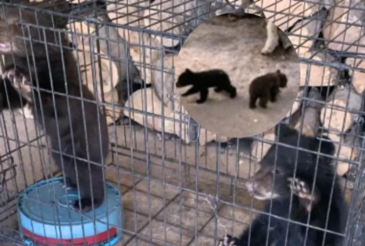 Rescatan a ositos de tres meses tras incendio forestal en Chihuahua