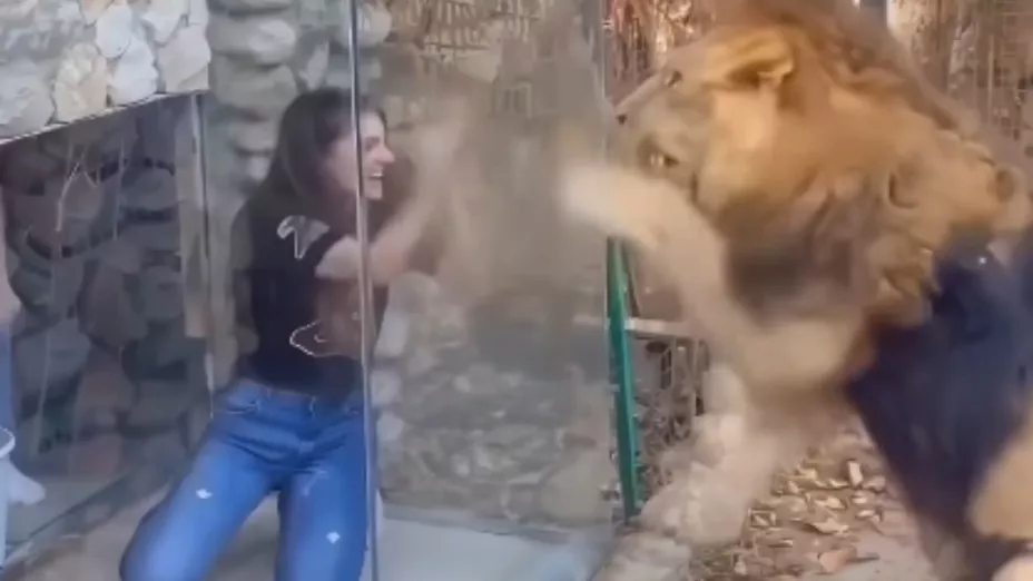 Se difunde fuerte VIDEO de un león destruyendo un vidrio de protección y atacando ferozmente a una mujer con IA