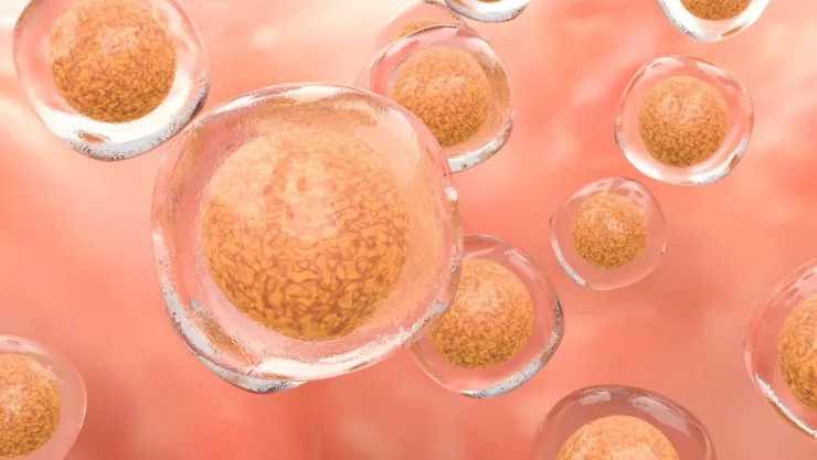 Investigadores logran captar cómo ocurre la ovulación