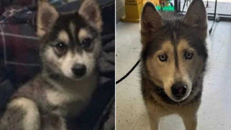 Perra husky hallada en Florida 12 años después de perderse