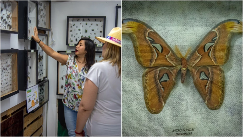 ¡Insectos fantásticos! ¿Dónde se encuentran el Museo de Bichos en Aguascalientes
