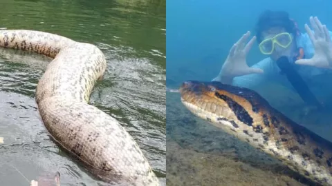 FOTOS: ¡Indignante! Cazadores asesinan a la anaconda más grande del mundo