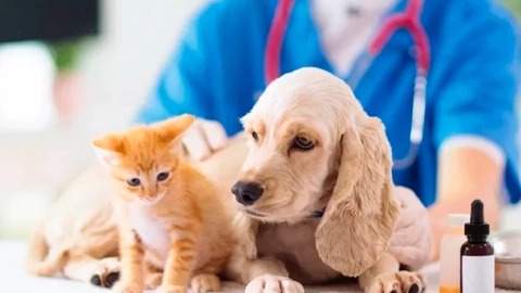 foto de perros y gatos en el veterinario