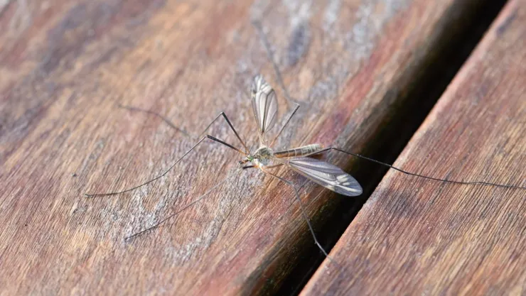 El instrumento asiático que te ayudará a eliminar los mosquitos de casa