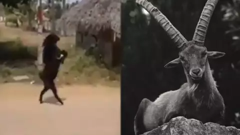 Cabra negra caminando en dos patas.jpg