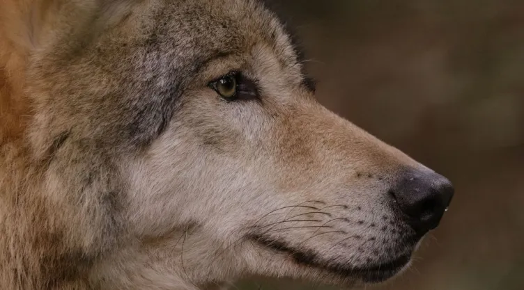 Donald Trump ordena revisar la protección del lobo mexicano y el lobo gris