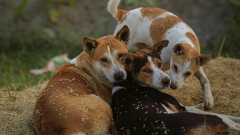 Perros envenenados.png