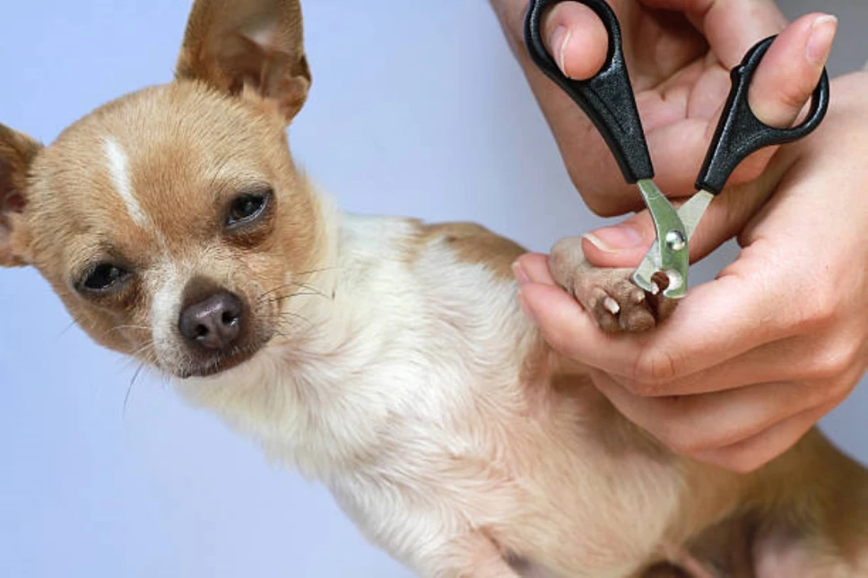 cortar las uñas de un perrito.jpg