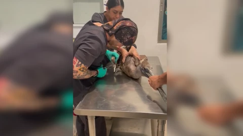 Salvan pelícano herido en Boca del río