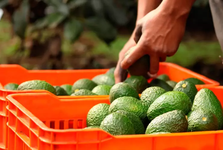 México enviará más de 100 mil toneladas de aguacate a EU para Super Bowl