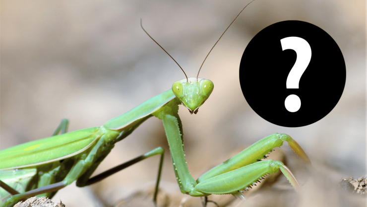 Esto significa espiritualmente que aparezca una mantis religiosa cerca de tu casa.png
