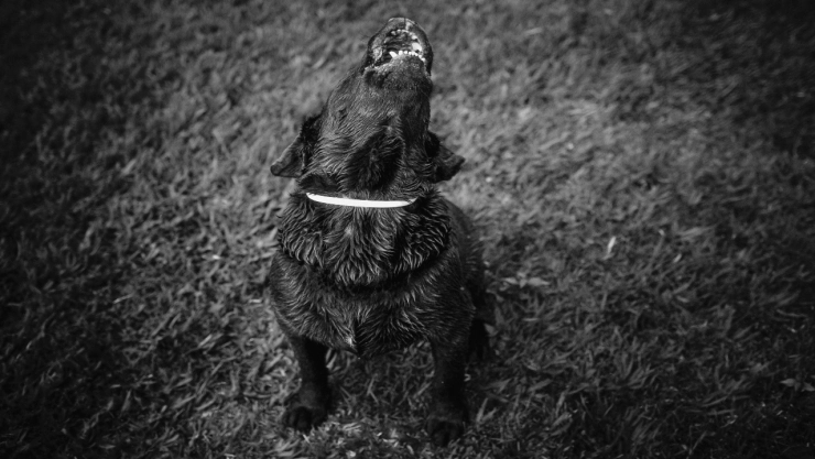 Revelan video inédito de maltrato a un perrito en veterinaria de León