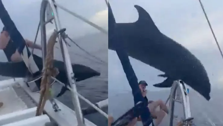Delfín salta sobre embarcación de turistas, pero cae y se golpea.