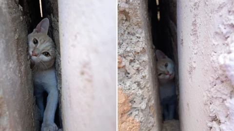 Rescatan a gatito en Guanajuato capital, 7 de febrero de 2025; tenía 2 días desaparecido.png