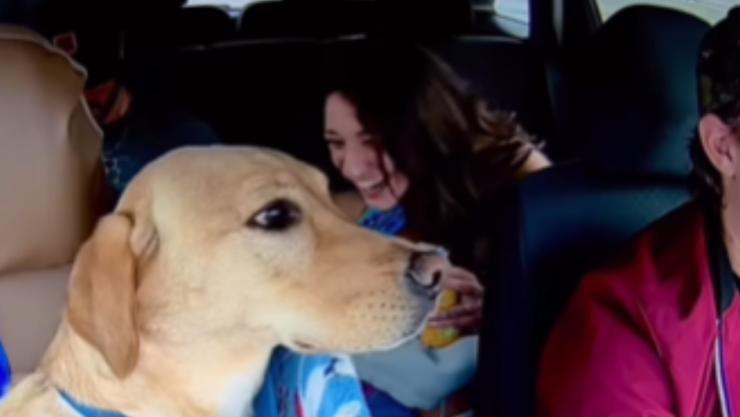 Perrito copiloto Bowie de Colorado