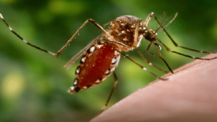Chiapas, mosco dengue