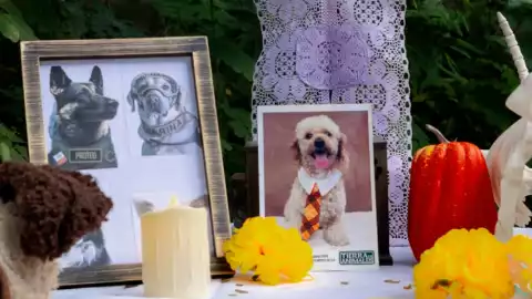 altar muertos lomitos.