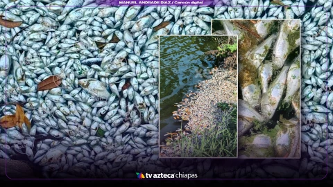 Peces laguna Las Ilusiones Villahermosa, Tabasco