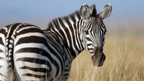 La ciencia responde ¿por qué las cebras tienen rayas?