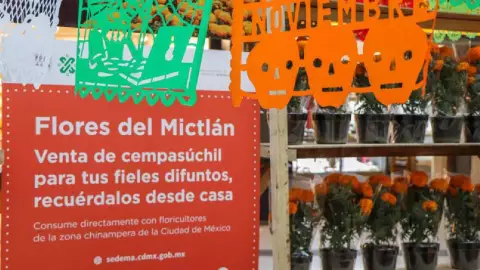 Alistan Festival de las Flores de Cempasúchil 2023 en Reforma de la Ciudad de México.