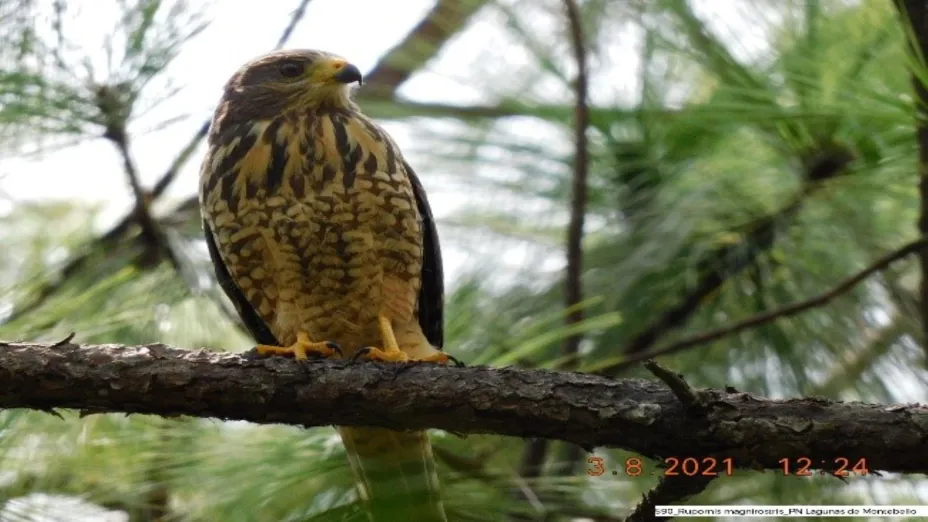 Dan a conocer Visor de Fauna en las Áreas Naturales Protegidas.jpg