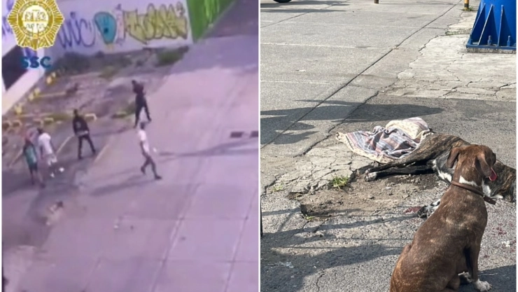 perro asesinado alcaldía Cuauhtémoc 