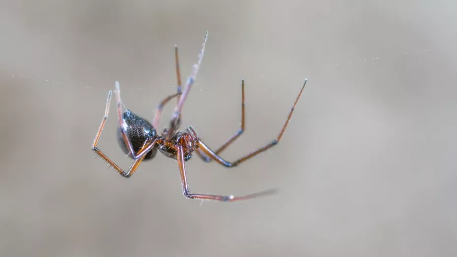 Niño se deja picar por araña para ser Spiderman en Bolivia