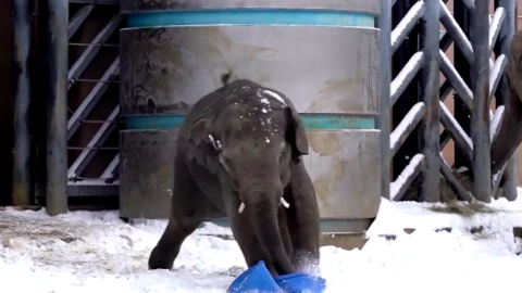 elefantito-bebé-nieve