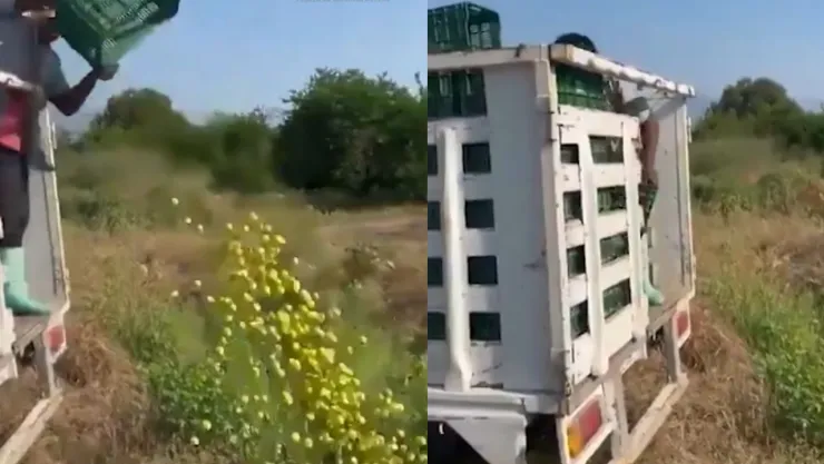 Agricultores en Michoacán arrojan su cosecha del limón al campo porque prefieren perder su inversión ante la extorsión en el estado.