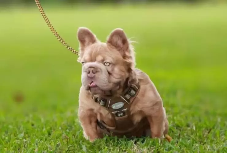 ¡Come mejor que muchos! Conoce a Rope Daddy, el perro más caro del mundo y al que las redes aman