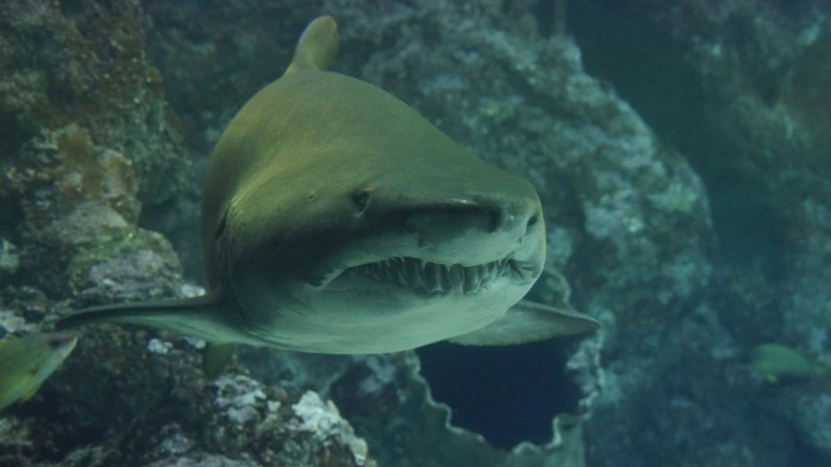 tiburón se come a joven en egipto