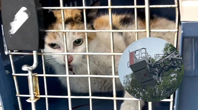 ¡Lograron salvarlo! Rescate de gatito paraliza avenida Chapultepec en CDMX
