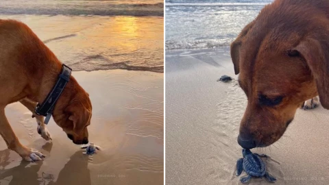 solovino_tortugas_marinas_playa_miramar