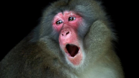 Estados en México con más contagios de viruela del mono