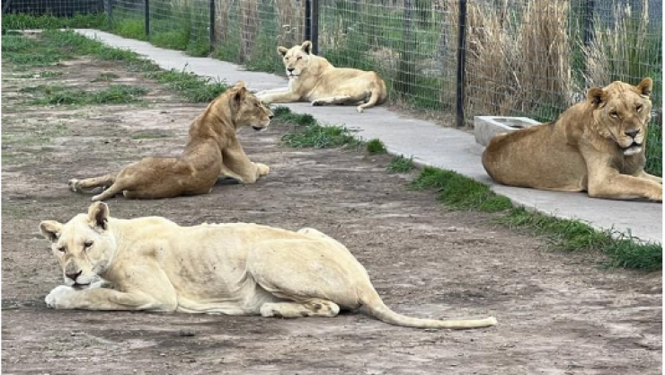 felinos en el ajusco traslado zoologicos gdl morelia