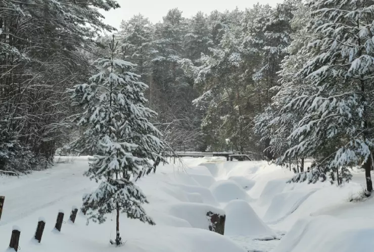 FRENTE FRIO 12 CHIHUAHUA.jpg