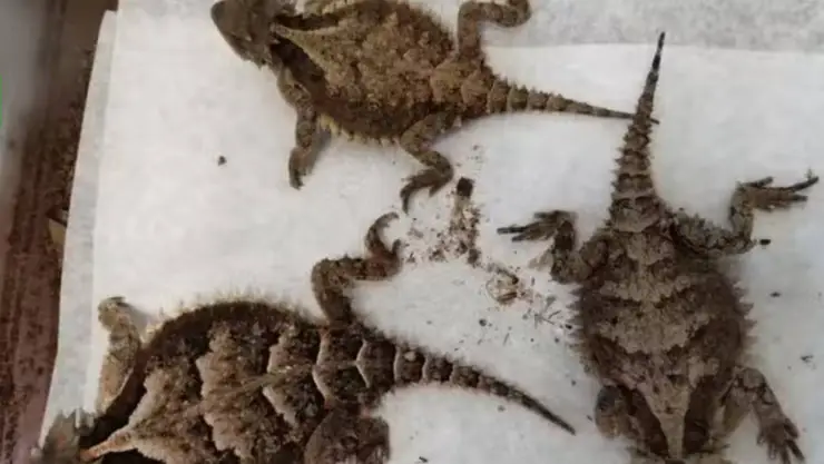 Animales.jpg
