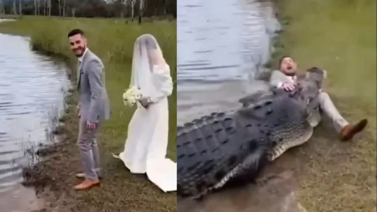cocodrilo ataca en boda