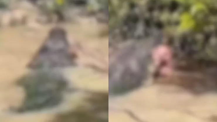 VIDEO | Captan a un enorme caimán mientras devoraba a una persona en el río Magdalena, Colombia