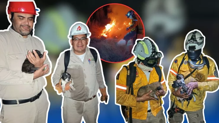 Rescatan a 6 perritos de un fuerte incendio en Bosque de la Trinidad en Tuxtla Gutiérrez